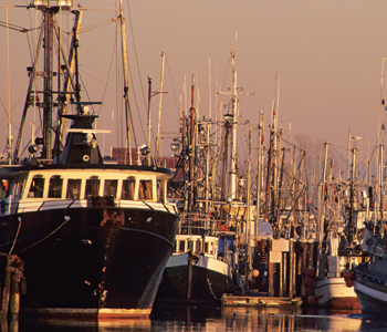 Photograph of commercial fishing boats in Steveston Docks, British Columbia