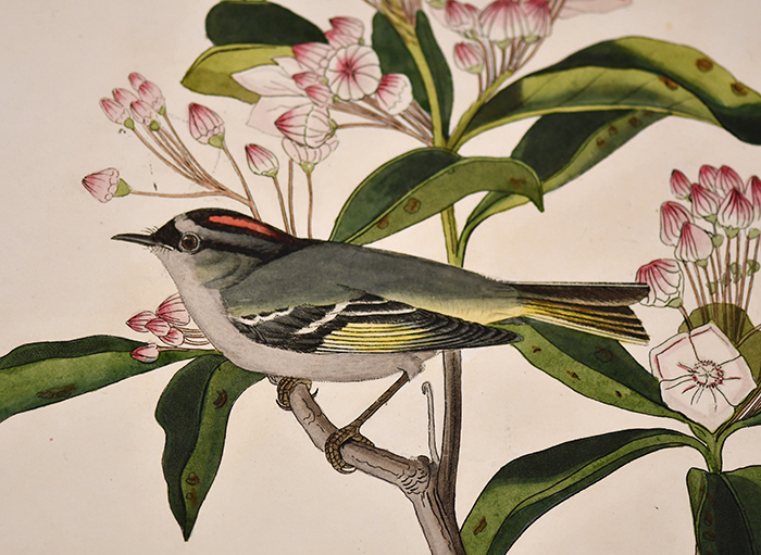 Peinture couleur d’un petit oiseau sur une branche, en plan rapproché