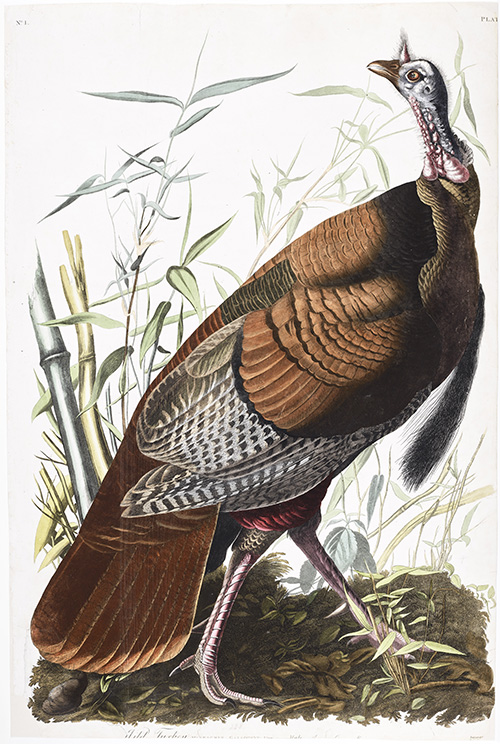 Dindon sauvage, planche 1, dans Birds of America d'Audubon à la Bibliothèque du Parlement
