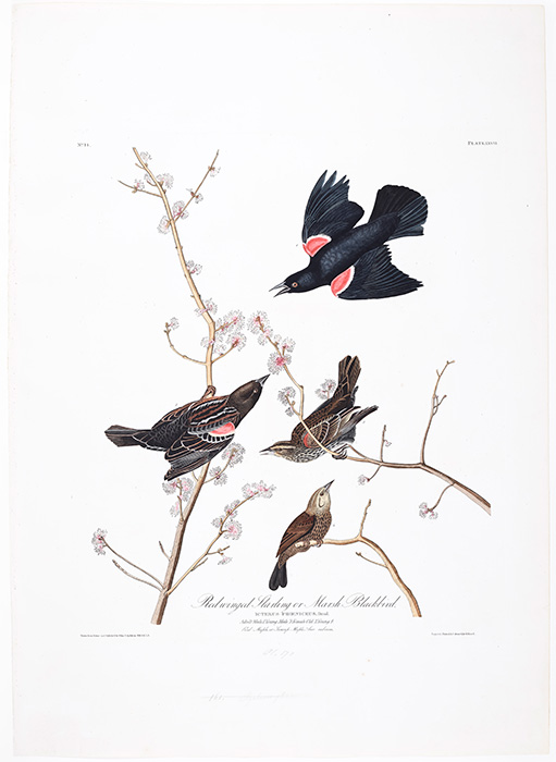 Red-winged Starling or Marsh Blackbird, plate LXVII