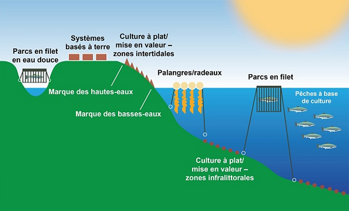 La figure 1 illustre les différents types d’exploitations aquacoles au Canada. Ces types d’exploitations sont les suivants : les parcs en filet en eau douce, les systèmes basés à terre, la culture à plat ou mise en valeur dans les zones intertidales, ainsi que les systèmes se servant de radeaux et de palangres, les parcs en filet et les pêches à base de culture dans les milieux marins.